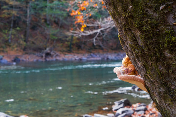 Wood mushroom on a tree. Clean mountain river in the autumn forest.