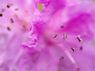 Pink rhododendron blooming in early spring. Extreme close-up, abstract