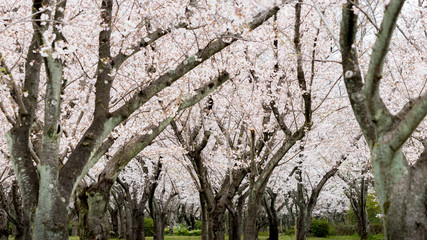 春の満開の桜の公園