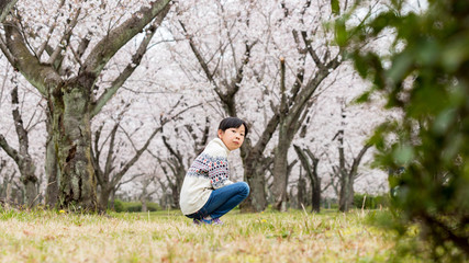 Naklejka na ściany i meble 春の満開の桜の公園で遊んでいる可愛い子供