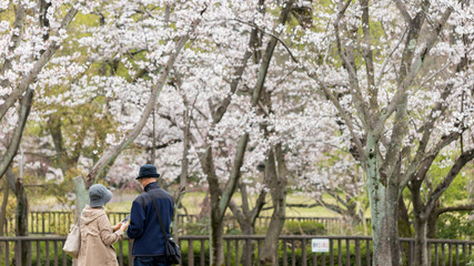 桜満開の公園で散歩しているシニア夫婦