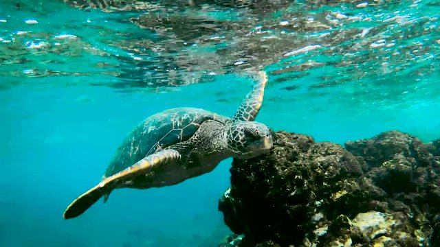 Hawaiian green sea turtle