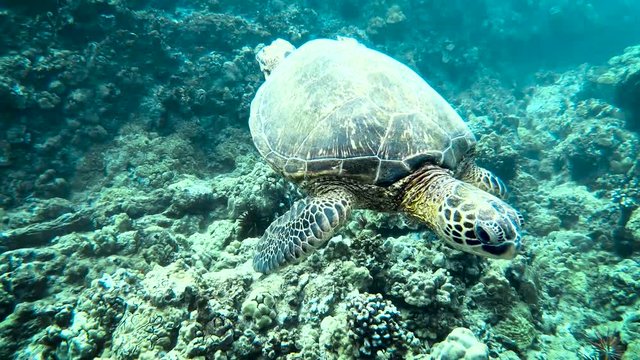 Hawaiian green sea turtle