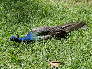 Pavão