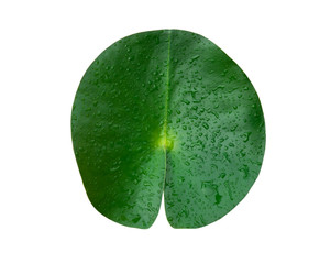 A bright lotus leaf on a white isolated background