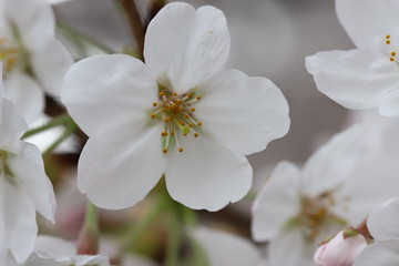 ソメイヨシノ（サクラ）の花