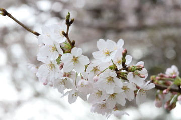 ソメイヨシノ（サクラ）の花
