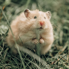 A Syrian hamster sits in the grass and chews a blade of grass