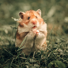 A Syrian red hamster sits in the grass and chews a blade of grass
