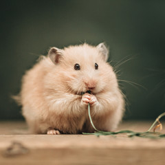 A Syrian hamster sits on a wooden floor and chews grass