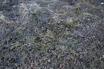 Naklejka na ściany i meble Grass after the snow. Natural background