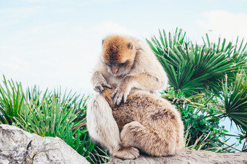 Two monkeys grooming each other.