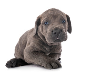 puppy cane corso