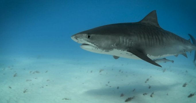 Tiger sharks in the bahamas