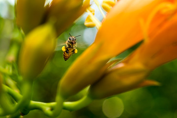 Fototapeta premium Flying honeybee collecting pollen at orange flower. in the spring season