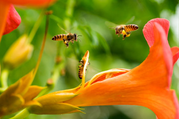 Flying honeybee collecting pollen at orange flower. in the spring season