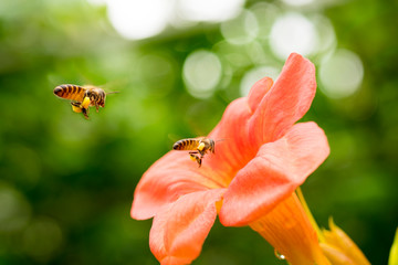 Flying honeybee collecting pollen at orange flower. in the spring season