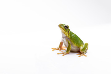 アマガエル　日本雨蛙　学名 Hyla japonica　白背景