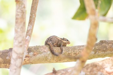 A small squirrel on tree