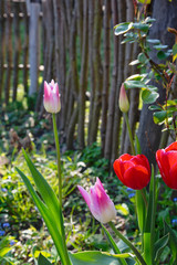 Fototapete bei efototapeten.de bestellen   