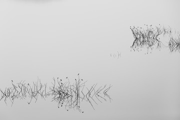 Landscape of grasses and lake with reflection, concept mood , emotions, art , black and white tone