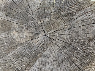 Cross-section of a pine tree trunk like a background