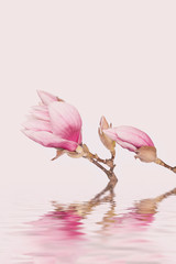 Pnk Magnolia Flower Reflecting In Water