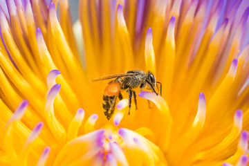 close-up of a Honey bee collecting pollen from a yellow flower