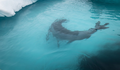 Naklejka na ściany i meble Cuverville Island, leopard seal underwater