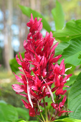 Brazilian red cloak, Red Justicia or Megaskepasma erythrochlamys Lindau