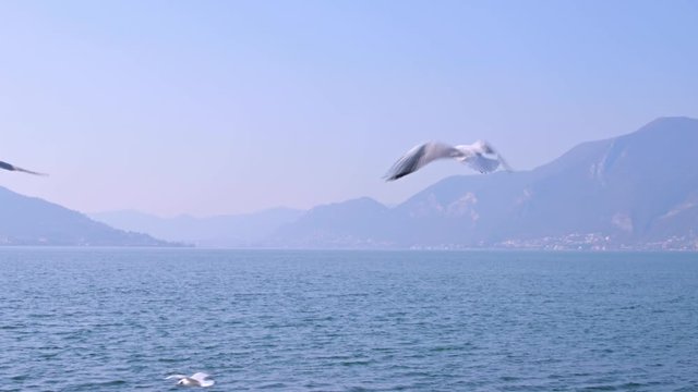Lake Garda, seagulls soar above the surface. Alps mountains on the horizon. Travel and tourism in northern Europe. 4 k video