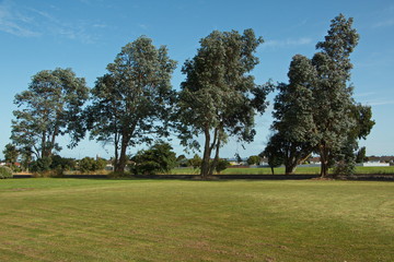 Fototapeta na wymiar Eucalyptus trees in Invercargill,Southland on South Island of New Zealand