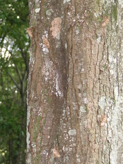 Cigarra