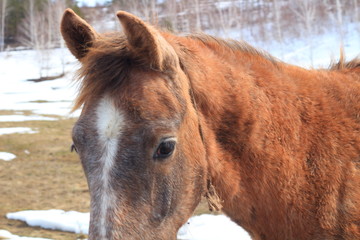 horses graze on the hill