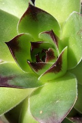 Detail of green to violet tufted leaves of succulent houseleek plant, latin name Sempervivum.  