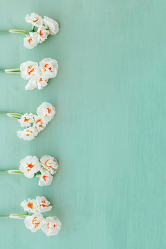 White daffodil flowers on pastel mint background.