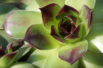 Detail of leaf rosette of houseleek succulent plant, genus latin name Sempervivum, in spring...