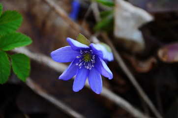 Hepatica Nobilis: sky-blue spring flowers on the dry grass