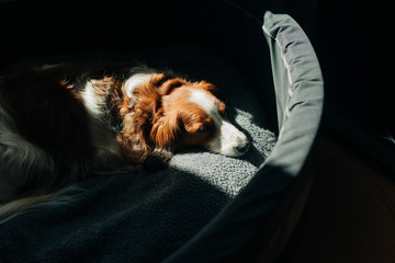 Hund liegt entspannt in der Sonne