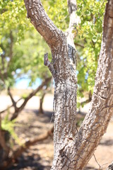 Obraz premium Broome, Australia 