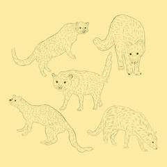 Simple Animal African Civet. Hand Drawn Sketch Set