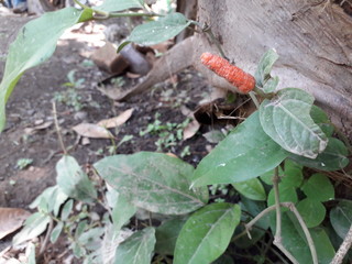 cabe jawa or cabe puyang or java long pepper plants,can be used for herbal medicine