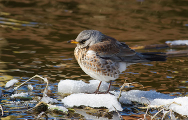 Fieldfare, Turdus pilaris. A bird sits on a snowy islet in a small river