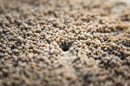 Close-up photo at small crab's hole on the sand beach ground which is found in hte nature. Selective focus photo.