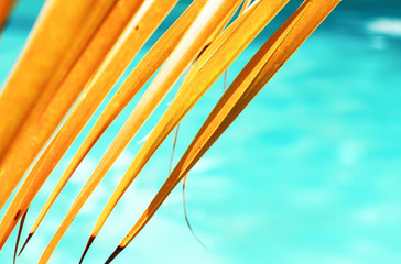 Bright yellow dried palm tree leaves closeup with turquoise water pool blue background. Tropical vacations detail.