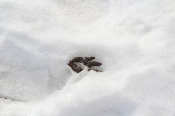 Dog excrement lies in the snow in winter. Poop on the ground. A bunch of shit.