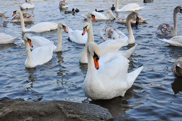 Beautiful swans and ducks on the Vltava river in Prague