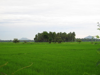 Fototapeta na wymiar The landscape in Yala National park, Sri Lanka