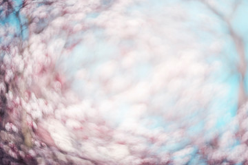 Blurred springtime bokeh background with cherry blossom
