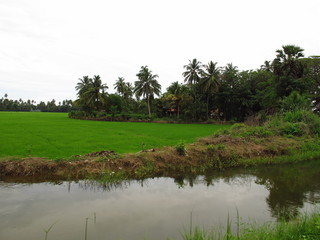 The landscape in Yala National park, Sri Lanka